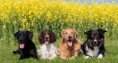 /album/cuarto-r-varios/d-068-lindos-perros-jpg/